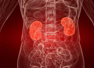 You probably know that your kidneys are important, but you might not know exactly why. 