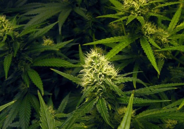 Advocates Slam Decision to Keep Marijuana a Illegal Drug