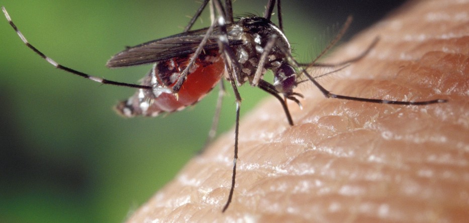 Protect yourself from the Zika virus!