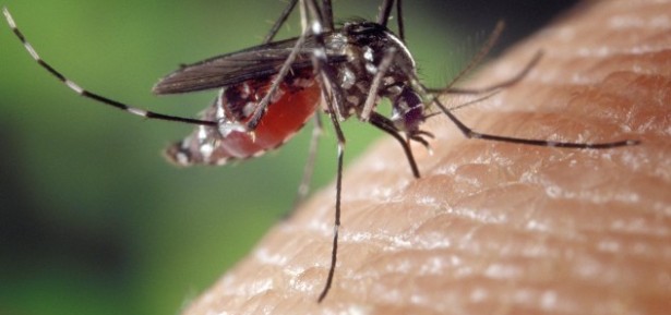 Protect yourself from the Zika virus!