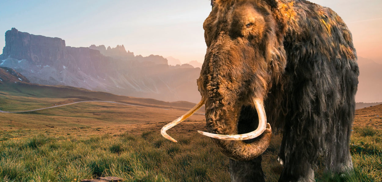 Mammoth fossil 13,000 years old reveals rich paleontology of west